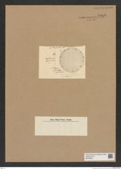 Diatomeae indet. Zeichnungen Sammlung Grunow Nr. 8965 (NHMW-BOT-W0378654)